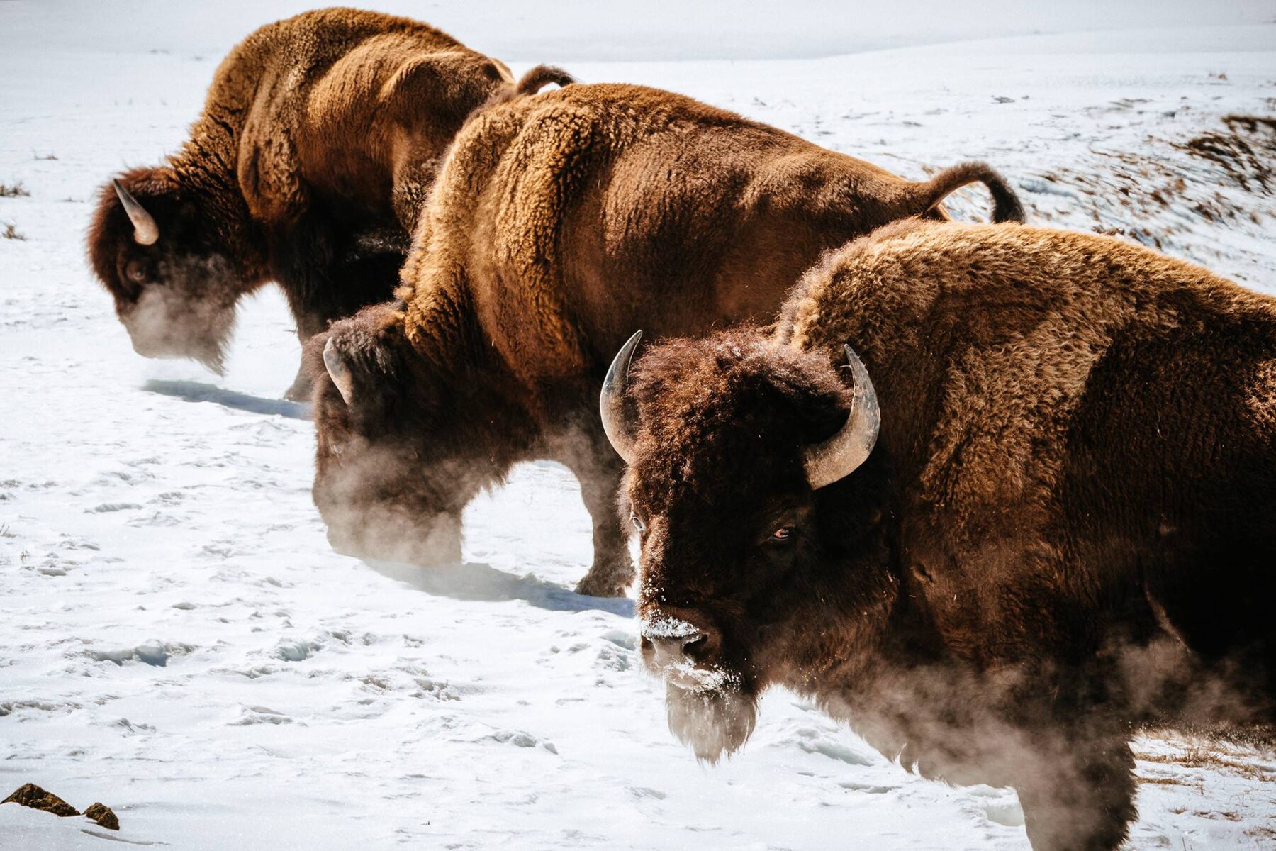 three buffalo grazing