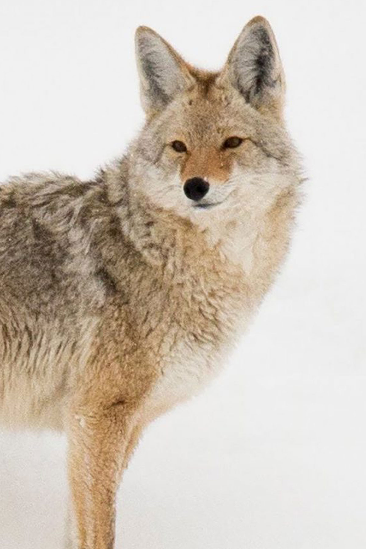 brown wolf in the snow