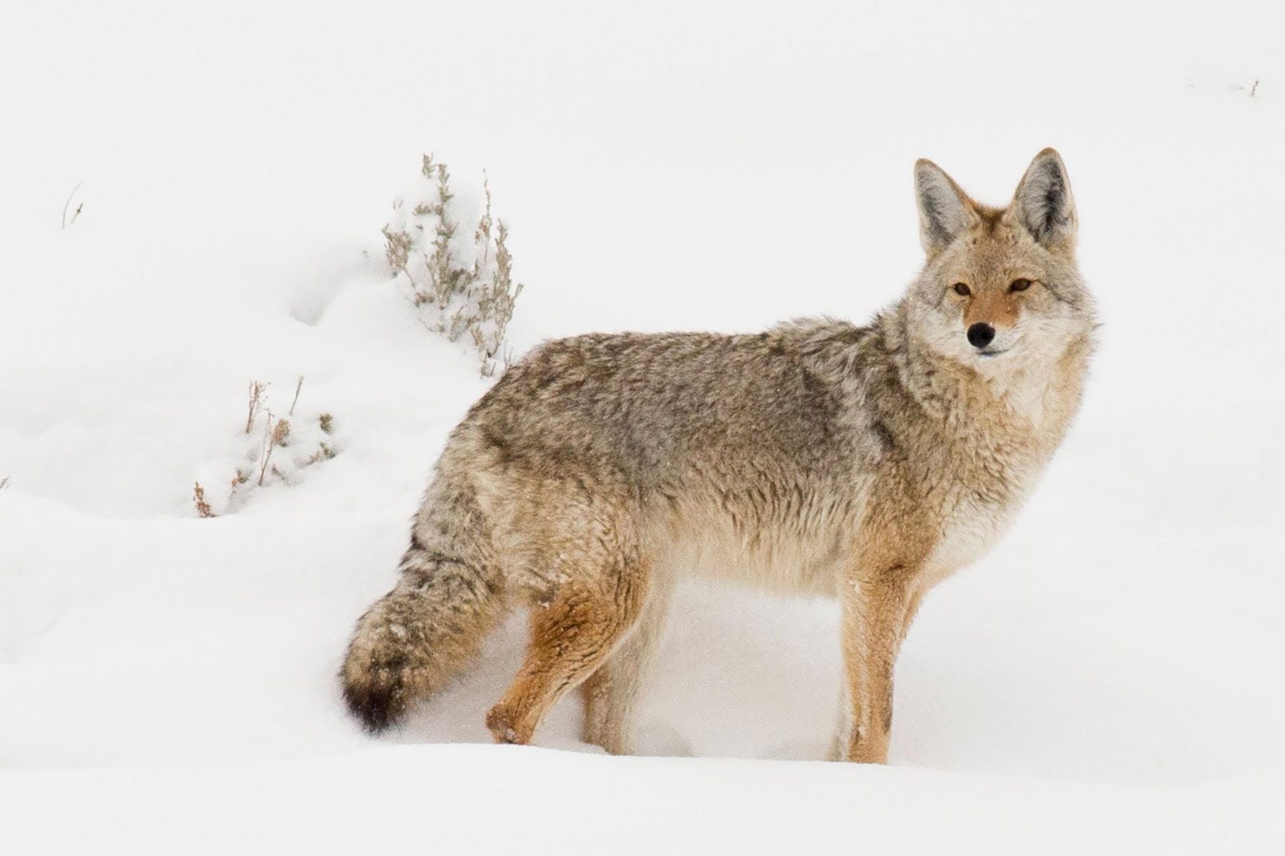brown wolf walking in the snow