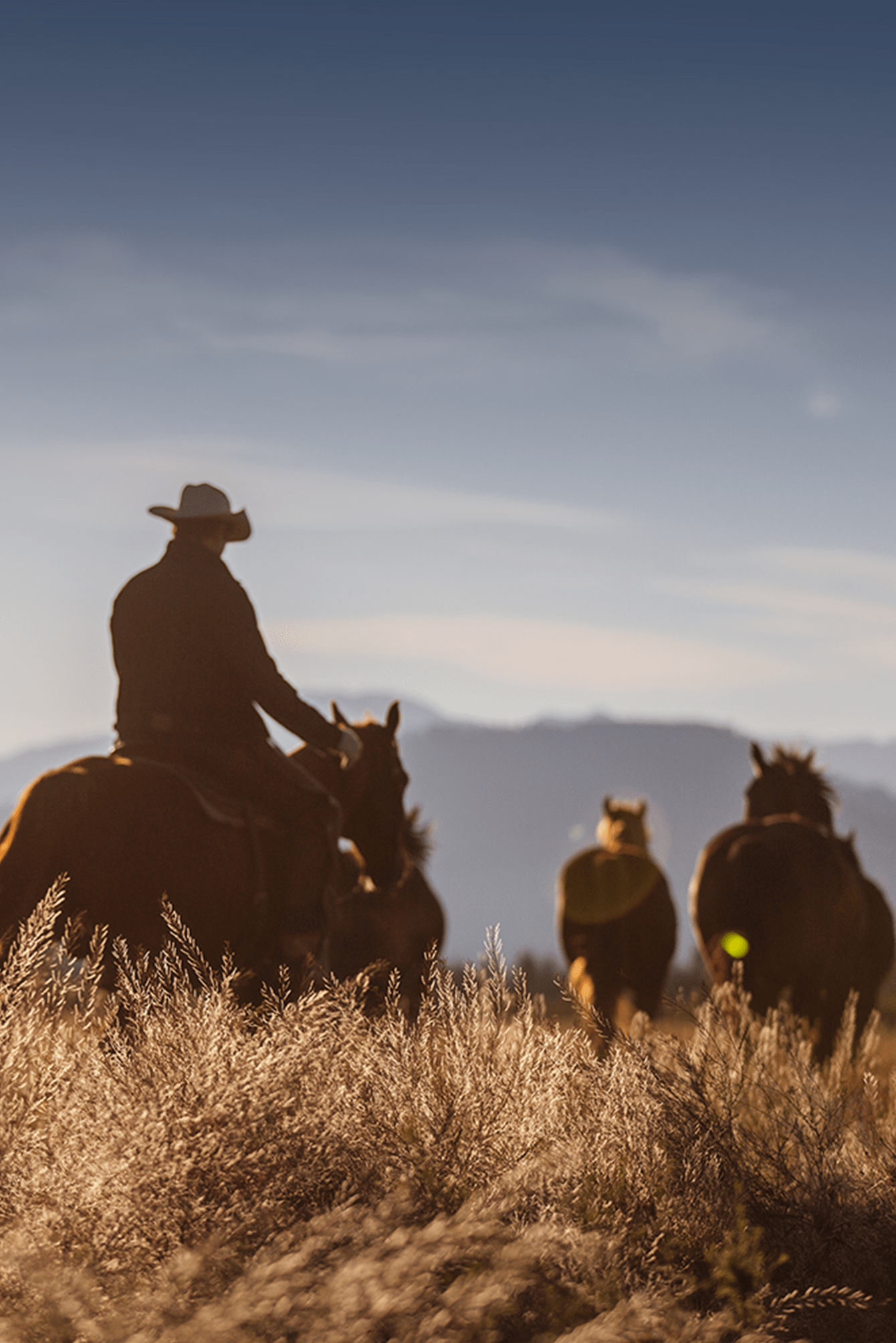 horseback riding - things to do in jackson hole