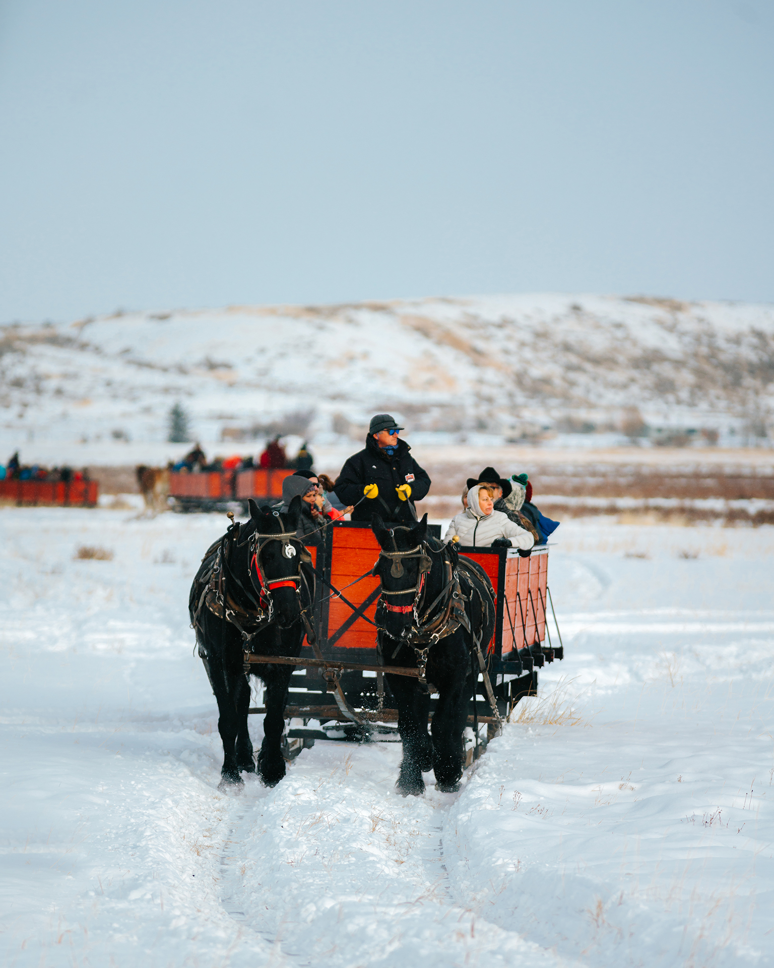 elk refuge sleigh ride - things to do in jackson hole