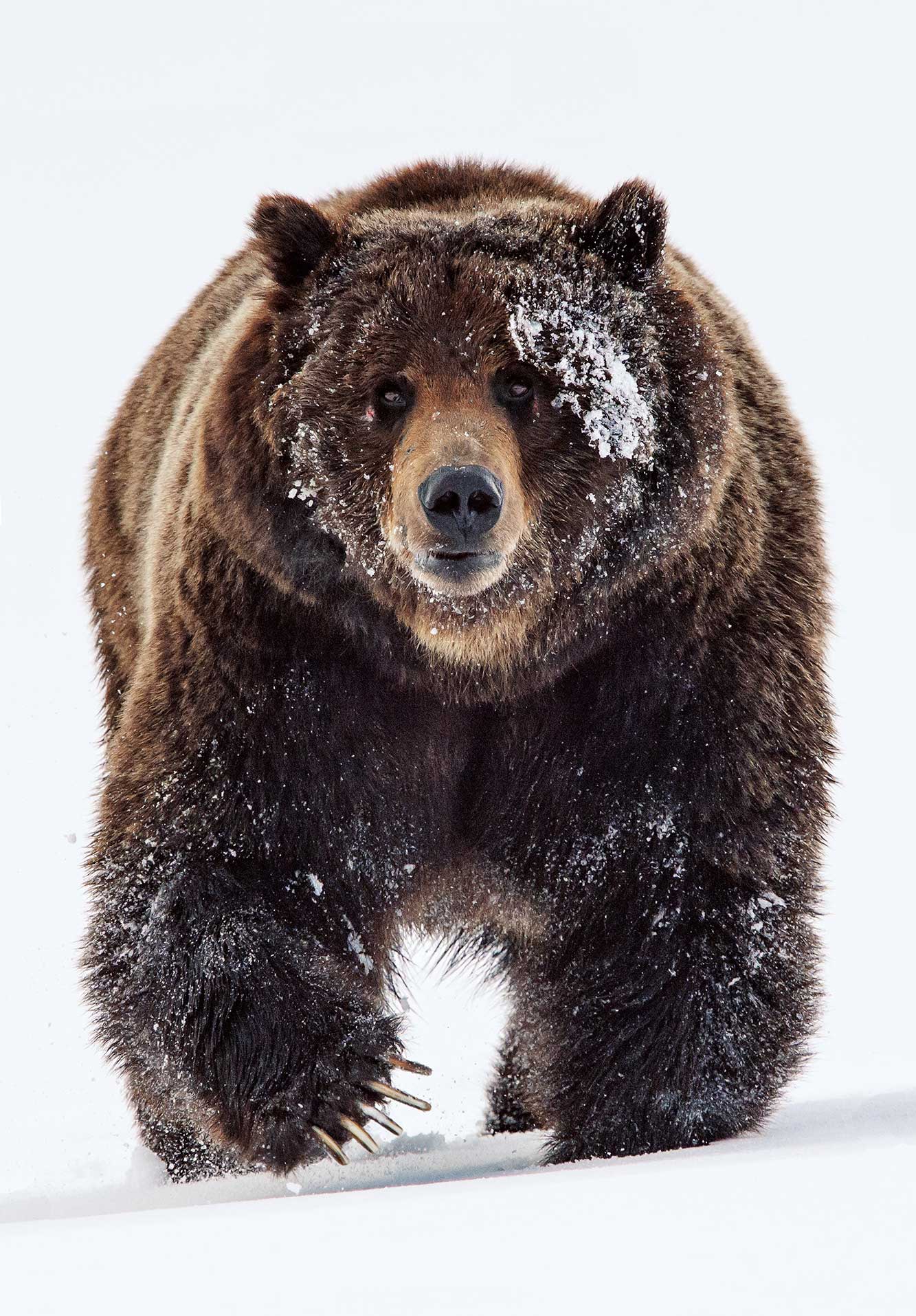 close up of grizzly bear from safari tour - things to do in jackson hole