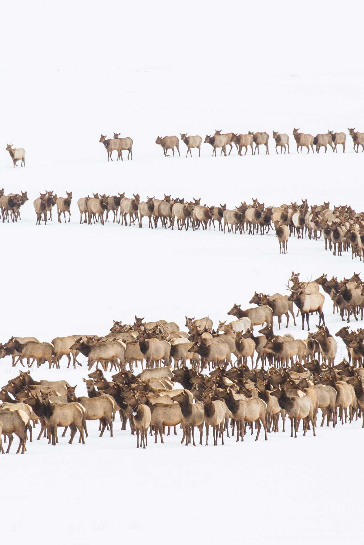 Herd of Elk